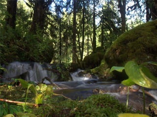 Coastal First Nations: Great Bear Forest Carbon Project