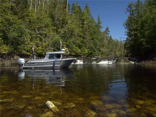 Coastal First Nations: Great Bear Forest Carbon Project