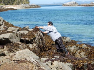 Coastal First Nations: Great Bear Forest Carbon Project