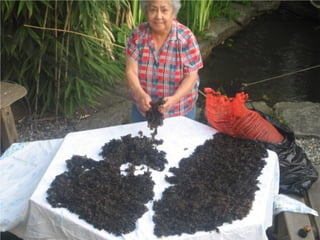 Coastal First Nations: Great Bear Forest Carbon Project