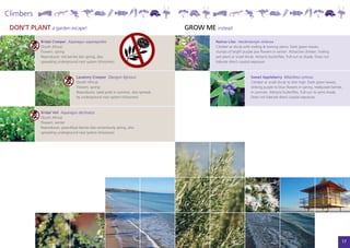 Climbers
 DON’T PLANT a garden escape!                                                      GROW ME instead
            Bridal Creeper Asparagus asparagoides                                           Native Lilac Hardenbergia violacea
            (South Africa)                                                                  Climber or shrub with trailing & twining stems. Dark green leaves,
            Flowers: spring                                                                 clumps of bright purple pea flowers in winter. Attractive climber, trailing
            Reproduces: red berries late spring, also                                       pot-plant or small shrub. Attracts butterflies. Full-sun to shade. Does not
            spreading underground root system (rhizomes)                                    tolerate direct coastal exposure.



                                   Lavatory Creeper Dipogon lignosus                                               Sweet Appleberry Billardiera cymosa
                                   (South Africa)                                                                  Climber or small shrub to shin high. Dark green leaves,
                                   Flowers: spring                                                                 striking purple to blue flowers in spring, red/purple berries
                                   Reproduces: seed pods in summer, also spreads                                   in summer. Attracts butterflies. Full-sun to semi-shade.
                                   by underground root system (rhizomes)                                           Does not tolerate direct coastal exposure.



            Bridal Veil Asparagus declinatus
            (South Africa)
            Flowers: winter
            Reproduces: green/blue berries late winter/early spring, also
            spreading underground root system (rhizomes)




                                                                                                                                                                                   17
 
