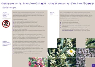 Garden escapes
                 	
Are you              Weeds are plants growing where they aren’t wanted, and they aren’t just       You can   Have a good look through this guide to check which common garden
harbouring           sour sobs and thistles! Some plants escape from gardens and become            help!     plants are nasties in the coastal environment. You might like to remove any
known                serious environmental weeds which pose a major threat to the health and                 you have and replace them with the indigenous plants suggested. Take this
villains?            value of our natural environments.                                                      guide with you when you are making new plant purchases and don’t buy
                                                                                                             plants which are known to be a problem.
                     Environmental weeds are trouble!
                      	 They threaten our local native plants and environment.                               Here are some other easy things you can do.
                      	 Can reduce habitat, shelter and food for native fauna.                                	 Use local native species in your garden.
                      	 Can alter soil conditions.                                                            	 Dispose of your garden waste responsibly.
                      	 Clog up waterways and effect water quality entering the gulf.                         	 Check with your local council before you plant into natural coastal
                      	 Harbour pest animals such as foxes, feral cats and rats which prey on                   environments .
                        native wildlife.                                                                      	 Join a local Coastcare group to learn more about our coast
                      	 Can alter coastal dune shape.                                                           and lend a hand! Call the NRM Board on 8273 9100 or go to
                      	 Garden escapes are very costly to control and take resources away from                  www.amlrnrm.sa.gov.au for information on how to get involved.
                        other important issues.

                     Plants that cause problems often originate from regions with similar
                     climates, such as the Mediterranean and South Africa. Thriving in similar
                     conditions, they out-compete local natives as they don’t have the pests and
                     diseases that controlled them in their original environment.

How do               You might not realise you’re harbouring garden escapes, or might not know
garden plants        they ‘jump the fence’ to become problems. Garden plants can escape into
become coastal       natural environments naturally, accidentally and deliberately:
invaders?             	 Seeds can be spread by birds and other animals, wind, water
                        (including stormwater) or humans (on clothing, shoes etc).
                      	 Dumped garden waste containing seeds or plant cuttings can grow
                        even several months later.
                      	 Sometimes people deliberately plant garden plants in our natural
                        coastal environments.
                      	 Garden plants can grow through fences directly on the coast.




                                                                                                                                                                                           5
 