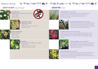 Medium Shrubs
 DON’T PLANT a garden escape!                                                 GROW ME instead

            Teneriffe Daisy                                                            Coast Daisy Bush Olearia axillaris
            Argyranthemum frutescens ssp. foeniculaceum                                Shrub to 3m. Leaves dark blue-green above, white below. White,
            (Canary Islands)                                                           daisy-like flowers occur along stems in summer and autumn.
            Flowers: spring                                                            Benefits from pruning. Screening plant, foliage contrast.
            Reproduces: seed                                                           Full-sun to semi-shade.



                                Tufted Honey-flower                                                           Small-leaved Blue-bush Maireana brevifolia
                                Melianthus comosus                                                            Shrub to waist high. Succulent, small green-red leaves.
                                (South Africa)                                                                Fruit has five paper-like wings. Food source for birds
                                Flowers: late spring to mid summer                                            and small lizards. Great colour contrast. Tolerates saline
                                Reproduces: seed                                                              conditions, but not direct coastal exposure.



            Myrtle-leaf Milkwort                                                       Lavender Grevillea Grevillea lavandulacea
            Polygala myrtifolia                                                        Variable shrub to 1m high. Grey-green foliage resembles lavender, pink to
            (South Africa)                                                             red flowers produced winter to spring. Suitable for small gardens. Attracts
            Flowers: spring                                                            birds. Well drained soil. Full-sun to shade. Does not tolerate direct coastal
            Reproduces: seed                                                           exposure.



                                Boneseed                                                                      Cushion Fanflower Scaevola crassifolia
                                Chrysanthemoides monilifera ssp. monilifera                                   Spreading robust shrub to 1.5m high, 2m wide. Bright
                                (South Africa)                                                                green slightly serrated leaves, flowers bright blue to
                                Flowers: late autumn to winter                                                pale purple, fan-shaped, occur spring to early summer.
                                Reproduces: fleshy fruit (seed)                                               Attractive flowers. Full-sun.



                                                                                       Round Leaf Wattle Acacia acinacea
                                                                                       Shrub to 2m. Small rounded green leaves (phyllodes). Bright yellow wattle
                                                                                       flowers from May to September. Provides burst of colour over winter.
                                                                                       Weeping habit, well-suited to Japanese style garden. Lives 8–10 years. Does
                                                                                       not tolerate direct coastal exposure.




                                                                                                                                                                           9
 