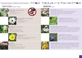 Ground covers, herbs & small shrubs
 DON’T PLANT a garden escape!                                                      GROW ME instead

             Beach Daisy Arctotheca populifolia                                             Austral Trefoil Lotus australis
             (South Africa)                                                                 Spreading herb to 30cm. Pale green leaves, white to pink pea flowers
             Flowers: winter to summer                                                      occur in clusters, spring to summer. Pretty plant, suits cottage or
             Reproduces: seed                                                               bushland garden. Can plant in pots. Prune after flowering.
                                                                                            Full-sun to semi-shade.



                                  White Arctotis Arctotis stoechadifolia                                           Coast Bonefruit Threlkeldia diffusa
                                  (South Africa)                                                                   Small shrub or groundcover to 20cm high, 1m wide.
                                  Flowers: spring to summer                                                        Small fleshy leaves, green with purple tinge. Soil
                                  Reproduces: seed                                                                 stabiliser. Tolerates saline conditions, clay. Full-sun.




            Hottentot Fig Carpobrotus edulis                                                Creeping Boobialla Myoporum parvifolium
            (South Africa)                                                                  Ground runner growing shin high to 5m wide. Small green leaves, dainty white
            Flowers: late summer to winter                                                  or pale purple flowers in spring or summer. Good soil stabiliser. Space filler. Trail
            Reproduces: fleshy fruit in summer,                                             down rock walls. Lawn replacement (where no foot traffic). Attracts butterflies,
            also spreads by vegetative production                                           provides shelter for small lizards. Does not tolerate direct coastal exposure.



                                  Gazania Gazania sp.                                                              Native Bluebell Wahlenbergia sp.
                                  (South Africa)                                                                   Delicate herb to 30cm, pretty blue flowers in winter and
                                  Flowers: most of year, mainly spring to autumn                                   spring. Dies back over summer. Very pretty, delicate
                                  Reproduces: seed, vegetatively                                                   plant. Suitable pot-plant. Great in cottage or bushland
                                                                                                                   gardens. Can plant in drifts. Responds well to pruning.



            Succulents                                                                       Common Everlasting Chrysocephalum apiculatum (Helichrysum apiculatum)
            (tropical & sub-tropical dry regions)                                            Herb to knee high. Silver-grey leaves, clusters of bright-yellow daisy flowers,
            Flowers: various                                                                 October to January. Works well in natural cottage and contemporary gardens.
            Reproduces: Most species will also spread                                        Long-lasting flower, looks great as a cut flower, can also be dried. Butterfly
            by vegetative growth, some set seed                                              food source. Does not tolerate direct coastal exposure.




                                                                                                                                                                                    11
 