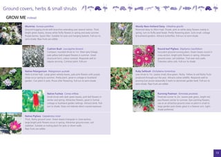 Ground covers, herbs & small shrubs
 GROW ME instead
          Muntries Kunzea pomifera                                                            Woolly New-Holland Daisy Vittadinia gracilis
          Ground-hugging shrub with branches extending over several metres. Thick             Perennial daisy to 30cm high. Purple, pink or white daisy flowers mainly in
          bright green leaves, showy white fluffy flowers in spring and early summer.         spring, turn to fluffy seed heads. Pretty flowering plant. Suits small, cottage
          Purple berries. Space filler. Suitable for pots and hanging baskets. Full-sun to    & bushland gardens. Attracts butterflies. Full-sun to semi-shade.
          semi-shade. Ripe fruits are edible.



                                 Cushion Bush Leucopyhta brownii                                                     Round-leaf Pigface Disphyma crassifolium
                                 Compact, rounded shrub to 1m. Silver-grey foliage,                                  Succulent ground-running plant. Green leaves round in
                                 pale yellow ball-shaped flowers in summer. Great                                    cross section, bright pink flowers in spring. Attractive
                                 structural form, colour contrast. Responds well to                                  ground-cover, soil stabiliser. Trail over rock walls.
                                 regular pruning. Contrast plant. Full-sun.                                          Tolerates saline soils. Full-sun to shade.



          Native Pelargonium Pelargonium australe                                             Ruby Saltbush Enchylaena tomentosa
          Herb to knee high. Large green velvety leaves, pale pink flowers with purple        Low shrub to 1m. Leaves small, blue-green, fleshy. Yellow to red fleshy fruits
          stripe occur spring to summer. Pretty plant, great in cottage or bushland           produced through-out the year. Attracts native wildlife. Responds well to
          garden. Can plant in pots. Prune after flowering. Full-sun to semi-shade.           pruning (can prune seasonally if starts to dominate garden bed). Full-sun to
                                                                                              semi-shade. Ripe fruits are edible.



                                 Native Fuchsia Correa reflexa                                                       Running Postman Kennedia prostrata
                                 Small shrub with dark green leaves, pink bell flowers in                            Prostrate runner to 2m. Leaves pale green, bright red
                                 winter and spring. Attractive flowers, great in formal,                             pea-flowers winter to summer. Eye-catching flowers,
                                 cottage or bushland garden settings. Attracts birds. Full-                          use as an attractive ground cover or plant in small to
                                 sun to shade. Does not tolerate direct coastal exposure.                            large garden pots (looks great in a feature urn). Light-
                                                                                                                     shade preferred.

          Native Pigface Carpobrotus rossii
          Thick, fleshy ground cover. Green leaves triangular in cross-section,
          large bright pink flowers occur in spring. Attractive ground-cover, soil
          stabiliser. Suitable as trailing plant for pots or down walls.
          Ripe fruits are edible.




                                                                                                                                                                                13
 