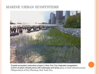 MARINEURBANECOSYSTEMS 
Coastal ecosystem restoration project in New York City integrates revegetation 
(a form of green infrastructure) with bulkheads and riprap (gray or built infrastructure). ©Department of City Planning, New York City.  