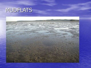MUDFLATS
 