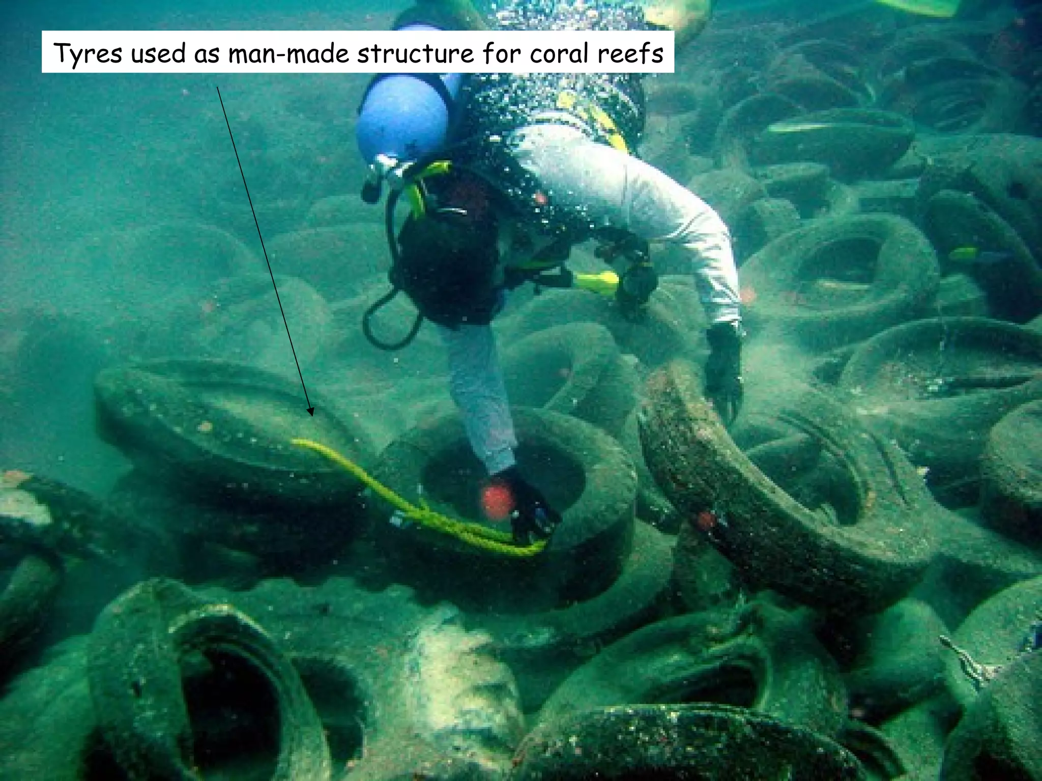 Tyres used as man-made structure for coral reefs 