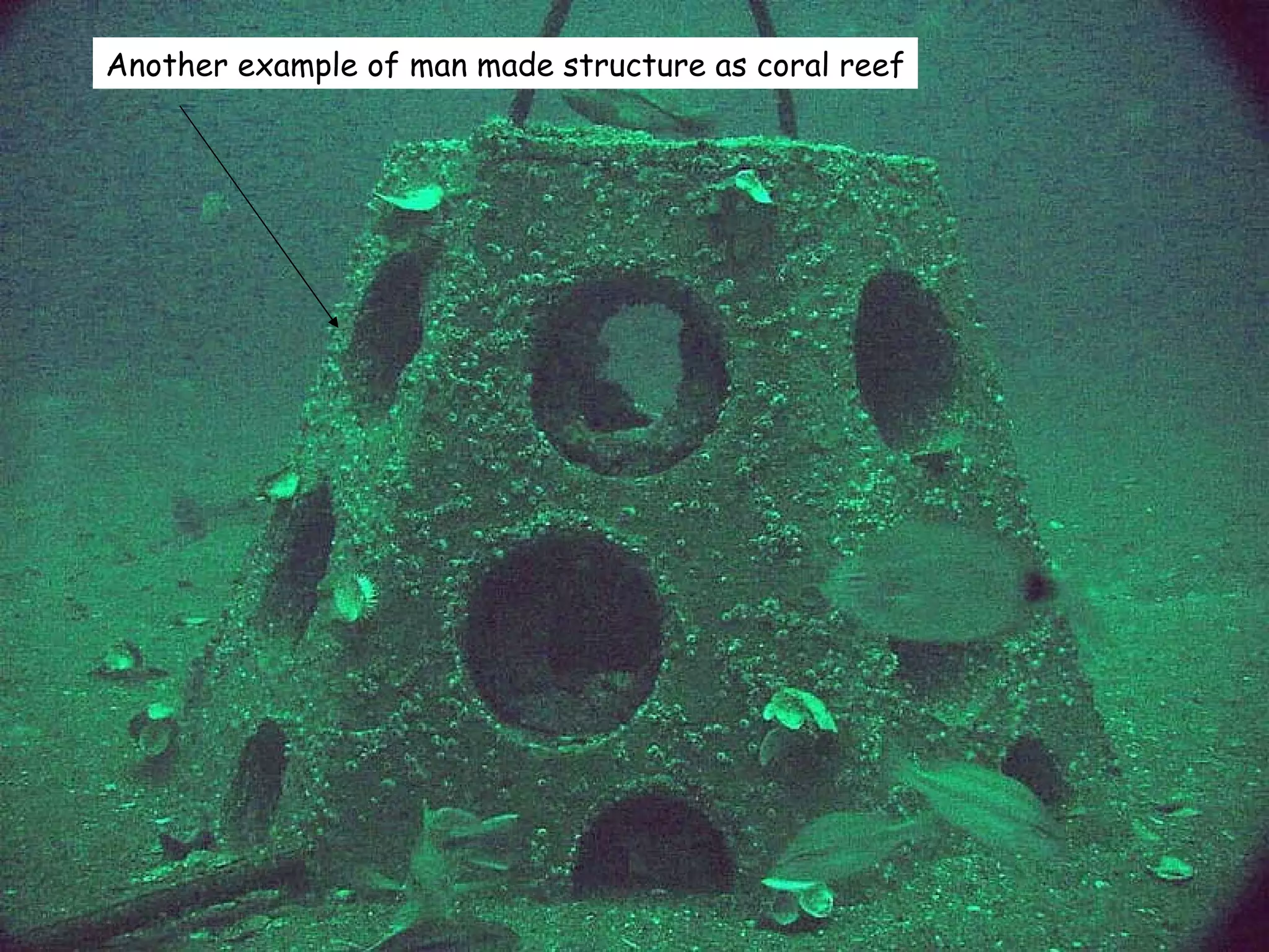 Another example of man made structure as coral reef 