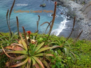 seewaterCalifornia Coastal Plants 
