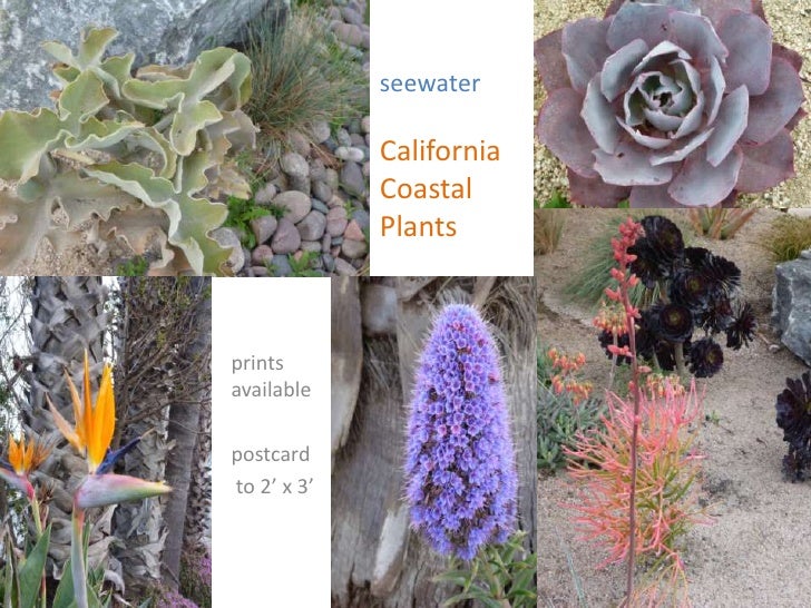 California Coastal Plants