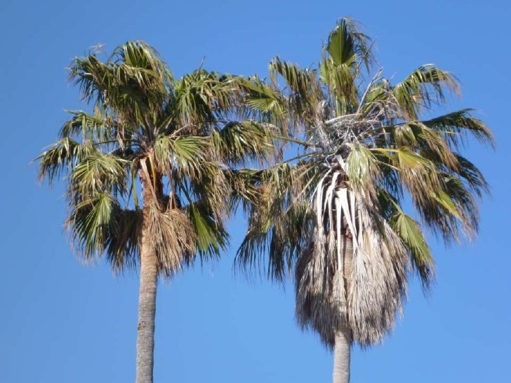 California Coastal Plants