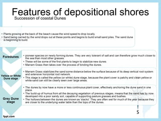 Features of depositional shoresSuccession of coastal Dunes
 