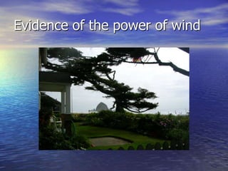 Evidence of the power of wind
 