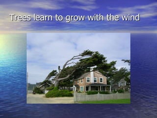 Trees learn to grow with the wind
 