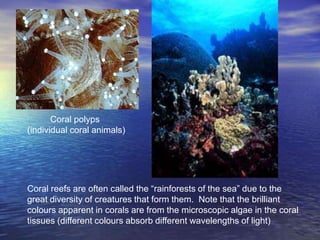 Coral polyps
(individual coral animals)




Coral reefs are often called the “rainforests of the sea” due to the
great diversity of creatures that form them. Note that the brilliant
colours apparent in corals are from the microscopic algae in the coral
tissues (different colours absorb different wavelengths of light)
 