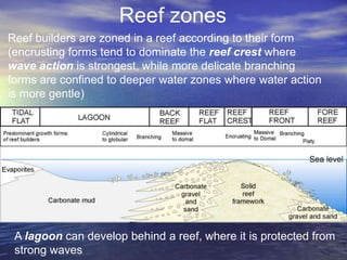 Reef zones
Reef builders are zoned in a reef according to their form
(encrusting forms tend to dominate the reef crest where
wave action is strongest, while more delicate branching
forms are confined to deeper water zones where water action
is more gentle)




 A lagoon can develop behind a reef, where it is protected from
 strong waves
 