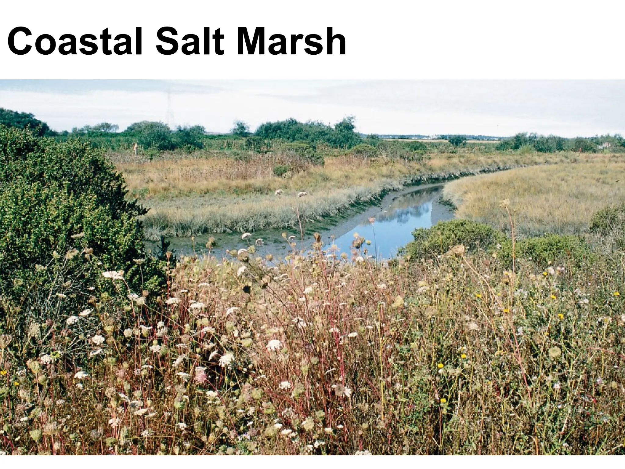 Coastal Salt Marsh
 