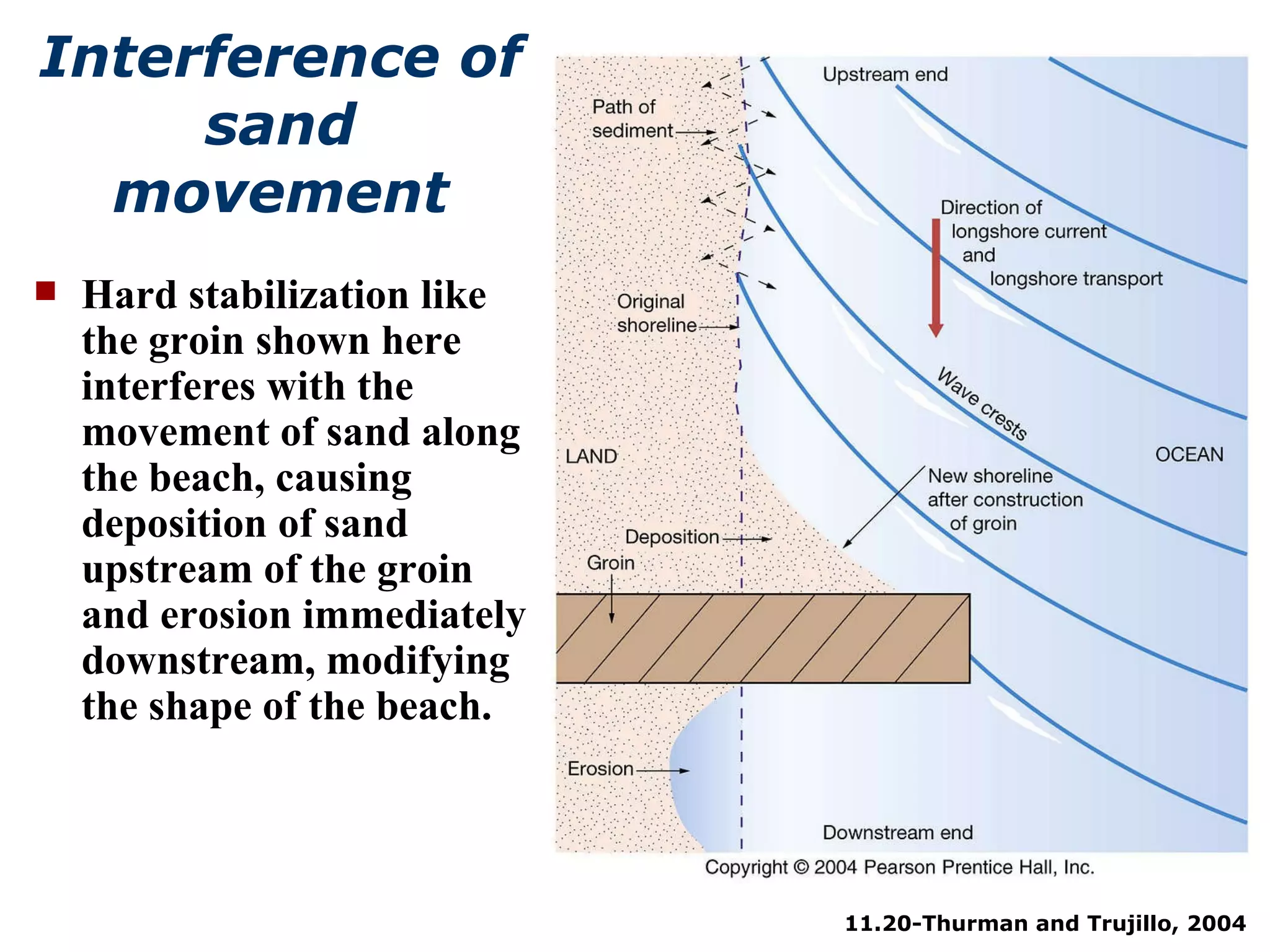 11.20-Thurman and Trujillo, 2004 Interference of sand movement Hard stabilization like the groin shown here interferes with the movement of sand along the beach, causing deposition of sand upstream of the groin and erosion immediately downstream, modifying the shape of the beach. 