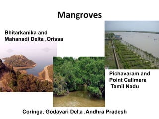 Mangroves
Bhitarkanika and
Mahanadi Delta ,Orissa
Coringa, Godavari Delta ,Andhra Pradesh
Pichavaram and
Point Calimere
Tamil Nadu
 