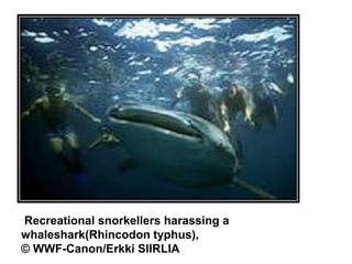 Recreational snorkellers harassing a
whaleshark(Rhincodon typhus),
© WWF-Canon/Erkki SIIRLIA
 