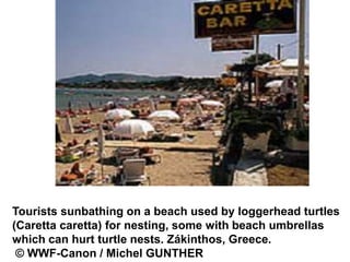 Tourists sunbathing on a beach used by loggerhead turtles
(Caretta caretta) for nesting, some with beach umbrellas
which can hurt turtle nests. Zákinthos, Greece.
© WWF-Canon / Michel GUNTHER
 