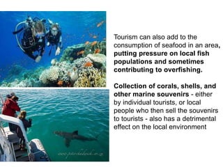 Tourism can also add to the
consumption of seafood in an area,
putting pressure on local fish
populations and sometimes
contributing to overfishing.
Collection of corals, shells, and
other marine souvenirs - either
by individual tourists, or local
people who then sell the souvenirs
to tourists - also has a detrimental
effect on the local environment
 