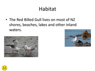 Habitat
• The Red Billed Gull lives on most of NZ
shores, beaches, lakes and other inland
waters.
 