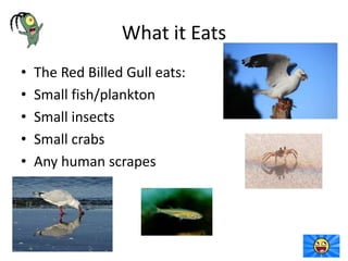 What it Eats
• The Red Billed Gull eats:
• Small fish/plankton
• Small insects
• Small crabs
• Any human scrapes
 