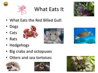 What Eats It
• What Eats the Red Billed Gull:
• Dogs
• Cats
• Rats
• Hedgehogs
• Big crabs and octopuses
• Otters and sea tortoises
 