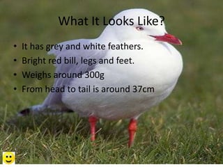 What It Looks Like?
• It has grey and white feathers.
• Bright red bill, legs and feet.
• Weighs around 300g
• From head to tail is around 37cm
 