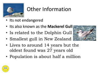 Other Information
• Its not endangered
• Its also known as the Mackerel Gull
• Is related to the Dolphin Gull
• Smallest gull in New Zealand
• Lives to around 14 years but the
oldest found was 27 years old
• Population is about half a million
 