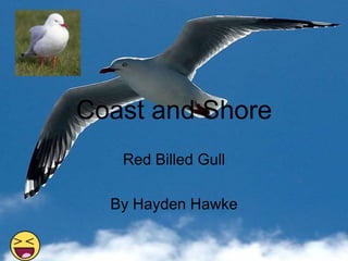 Coast and Shore
Red Billed Gull
By Hayden Hawke
 