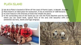 PLATA ISLAND
 Isla de la Plata is located at 50 km off the coast of Puerto Lopez, in Manabi, Ecuador.
 Plata Island is an ideal place for ecotourism, It has an extension of 1200 hectares.
 Its main feature is the diversity of birds that inhabit the place.
 In the surrounding area of the island you can visit the Punta Machete and the track,
where you can watch birds, typical flora of the area with beautiful cliffs and
sometimes sea lions, sharks and huge stingrays.
 