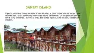 SANTAY ISLAND
To get to the island santay you have to rent bicycles, it takes fifteen minutes to get there
since the port. It is a community where lives around 200 families. On the path you can see
from 6 to 12 crocodiles, as well as birds, boa snakes, iguanas, bats and also, raccoons and
anteaters.
 