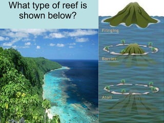 What type of reef is shown below?