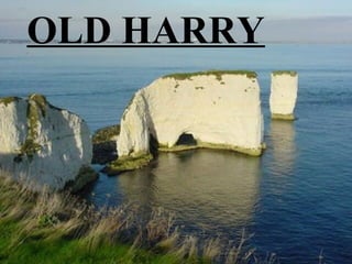 OLD HARRY
 