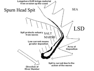 SALT
MARSH
Spurn Head Spit SEA
LSD
 