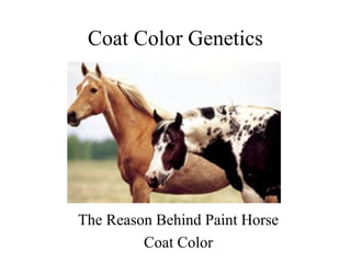 Coat Color Genetics 
The Reason Behind Paint Horse 
Coat Color 
 