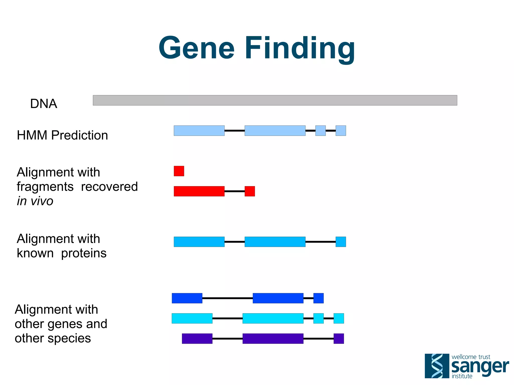 Gene Finding
  DNA

HMM Prediction

Alignment with
fragments recovered
in vivo

Alignment with
known proteins



Alignment with
other genes and
other species
 