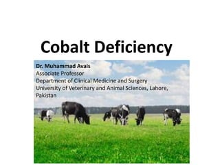 Cobalt Deficiency
Dr. Muhammad Avais
Associate Professor
Department of Clinical Medicine and Surgery
University of Veterinary and Animal Sciences, Lahore,
Pakistan
 