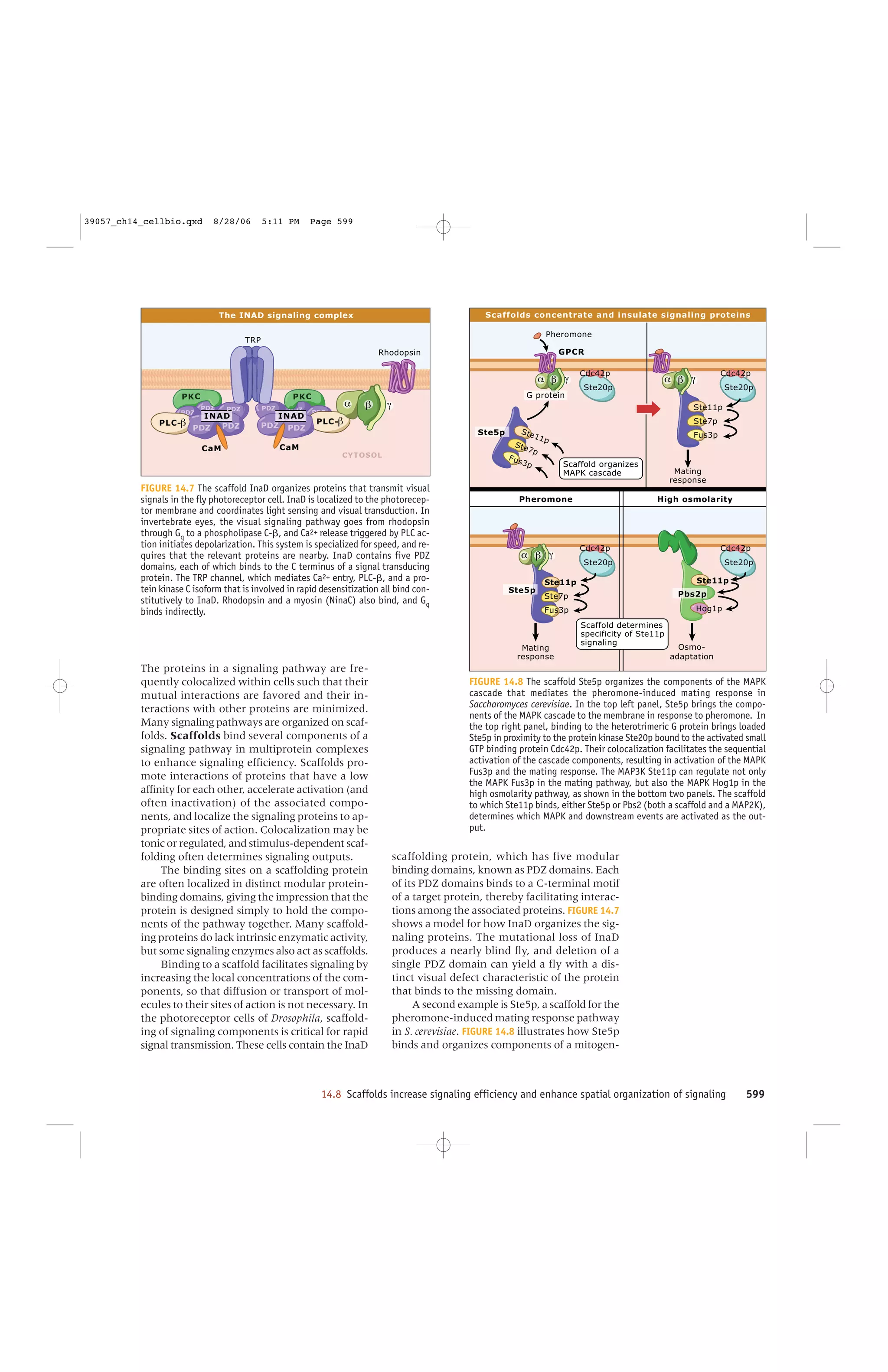 Cobb ross cell signaling chapter | PDF