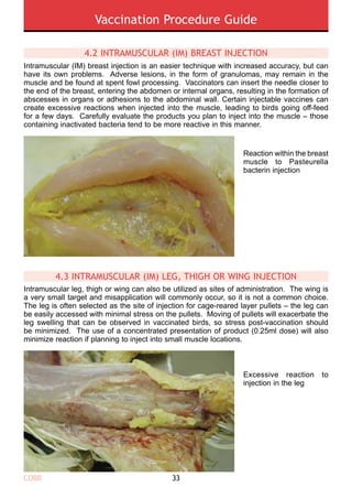 cobb-vaccination-procedure-guide-englishFCC0CCBF492C3BF8E205233B.pdf