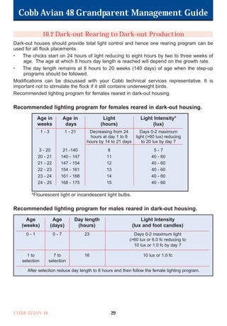 Cobb Avian 48 Grandparent Management Guide
COBB AVIAN 48 29
10.2 Dark-out Rearing to Dark-out Production
Dark-out houses should provide total light control and hence one rearing program can be
used for all flock placements.
• The chicks start on 24 hours of light reducing to eight hours by two to three weeks of
age. The age at which 8 hours day length is reached will depend on the growth rate.
• The day length remains at 8 hours to 20 weeks (140 days) of age when the step-up
programs should be followed.
Modifications can be discussed with your Cobb technical services representative. It is
important not to stimulate the flock if it still contains underweight birds.
Recommended lighting program for females reared in dark-out housing.
Recommended lighting program for females reared in dark-out housing.
*Flourescent light or incandescent light bulbs.
Recommended lighting program for males reared in dark-out housing.
Age in Age in Light Light Intensity*
weeks days (hours) (lux)
1 - 3 1 - 21 Decreasing from 24 Days 0-2 maximum
hours at day 1 to 8 light (>60 lux) reducing
hours by 14 to 21 days to 20 lux by day 7
3 - 20 21 -140 8 5 - 7
20 - 21 140 - 147 11 40 - 60
21 - 22 147 - 154 12 40 - 60
22 - 23 154 - 161 13 40 - 60
23 - 24 161 - 168 14 40 - 60
24 - 25 168 - 175 15 40 - 60
Age Age Day length Light Intensity
(weeks) (days) (hours) (lux and foot candles)
0 - 1 0 - 7 23 Days 0-2 maximum light
(>60 lux or 6.0 fc reducing to
10 lux or 1.0 fc by day 7
1 to 7 to 16 10 lux or 1.0 fc
selection selection
After selection reduce day length to 8 hours and then follow the female lighting program.
OK.Avian 48 GP 1/6P 1/19/06 3:20 PM Page 33
 