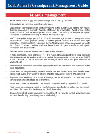 Cobb Avian 48 Grandparent Management Guide
COBB AVIAN 48 37
14. Male Management
• REMEMBER there is NO unimportant stage in the rearing of males.
• Uniformity is as important in males as females.
• Capability of sperm production starts developing in the pullet house not the hen house.
Damage done during the first 12 weeks of life may be irreversible. Avoid stress related
situations that inhibit the development of the male. The maximum potential for sperm
production is established during the first 8-10 weeks of age.
• MUST have good weight gains from 18 to 23 weeks of age to support adequate testes
development. The greatest period of testes growth occurs 2-3 weeks after light
stimulation. Increased feed restriction during 18-23 weeks of age can cause complete
shut down of testes function and has been shown to permanently impact sperm
production and thus fertility.
• Transfer males to laying house 1 or 2 days before females.
• In floor operations, mate between 10-11.5% males at housing and try to keep the male
ratio above 8% at the end of production period. In slat operation, mate between 9-10%
in the FLM and 10-11% in the MLM and also try to finish above 8% good males at 65
weeks of age.
• It is important to remove cull males regularly to maintain the health and condition of the
male population.
• Males must be weighed every week to ensure that the correct amount of feed is given.
Adjust feed levels every week to ensure that the bodyweight targets are achieved.
• Separate male feed may be of some advantage, but for all practical purposes the males
can be given the same feed as the females.
• Males must never be allowed to lose weight during the rearing or production period.
• Feed males as necessary not as to maintain weight standards but better said to maintain
condition. Be present in the house and “feel” the males.
• Reduce feed at 30 weeks according to condition of the male to control weight increase
and maintain fertility persistency and male livability.
OK.Avian 48 GP 1/6P 1/19/06 3:20 PM Page 41
 