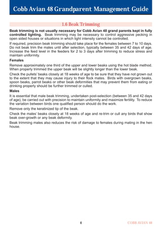Cobb Avian 48 Grandparent Management Guide
COBB AVIAN 48
4
1.6 Beak Trimming
Beak trimming is not usually necessary for Cobb Avian 48 grand parents kept in fully
controlled lighting. Beak trimming may be necessary to control aggressive pecking in
open sided houses or situations in which light intensity cannot be controlled.
If required, precision beak trimming should take place for the females between 7 to 10 days.
Do not beak trim the males until after selection, typically between 35 and 42 days of age.
Increase the feed level in the feeders for 2 to 3 days after trimming to reduce stress and
maintain uniformity.
Females
Remove approximately one third of the upper and lower beaks using the hot blade method.
When properly trimmed the upper beak will be slightly longer than the lower beak.
Check the pullets’ beaks closely at 18 weeks of age to be sure that they have not grown out
to the extent that they may cause injury to their flock mates. Birds with overgrown beaks,
spoon beaks, parrot beaks or other beak deformities that may prevent them from eating or
drinking properly should be further trimmed or culled.
Males
It is essential that male beak trimming, undertaken post-selection (between 35 and 42 days
of age), be carried out with precision to maintain uniformity and maximize fertility. To reduce
the variation between birds one qualified person should do the work.
Remove only the keratinized tip of the beak.
Check the males’ beaks closely at 18 weeks of age and re-trim or cull any birds that show
beak over-growth or any beak deformity.
Beak trimming males also reduces the risk of damage to females during mating in the hen
house.
OK.Avian 48 GP 1/6P 1/19/06 3:20 PM Page 8
 