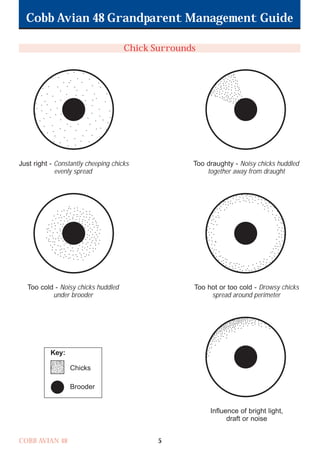 Cobb Avian 48 Grandparent Management Guide
COBB AVIAN 48 5
Chick Surrounds
Just right - Constantly cheeping chicks Too draughty - Noisy chicks huddled
evenly spread together away from draught
Too cold - Noisy chicks huddled Too hot or too cold - Drowsy chicks
under brooder spread around perimeter
Influence of bright light,
draft or noise
Chicks
Brooder
Key:
OK.Avian 48 GP 1/6P 1/19/06 3:20 PM Page 9
 