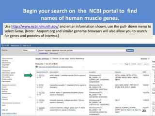 23
For our plant model to be useful for my
research, I must find a similar plant
version of the ACTA1 gene involved in
nemaline myopathy.
Since plants and animals both move, do
they use the same types of proteins to
move?
Do they have the same genes coding for
these proteins?
 