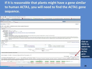 Actin subunits self-assemble to form filaments which
have a role in cell structure.
Check the “Inner Life of the Cell” video.
https://www.youtube.com/watch?v=FzcTgrxMzZk
(2:20 until 3:15)
https://www.youtube.com
/watch?v=VVgXDW_8O4U
is a video showing
polymerization of G-actin,
a protein similar to Alpha
Actin.
This is how
your actin
should work.
26
 
