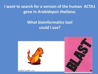 Copy, then paste the ACTA1 gene sequence to a new Word
document or clipboard—we will use this to look for an
Arabidopsis thaliana version of this gene. Save the Word
document as “human ACTA1 DNA sequence”.
28
 